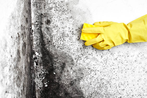 Best Environmental Consulting for Mold Prevention  in Perry, MI